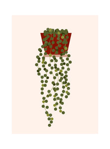 Une face de "Les Belles Plantes"