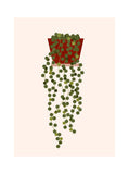 Une face de "Les Belles Plantes"