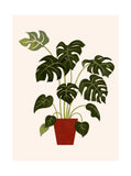 Une face de "Les Belles Plantes"