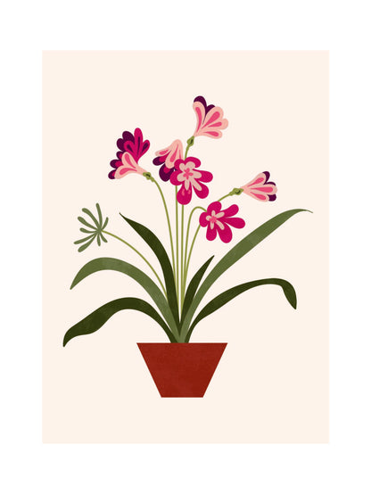 Beautiful Plants - Clivia Miniata