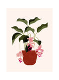 Une face de "Les Belles Plantes"