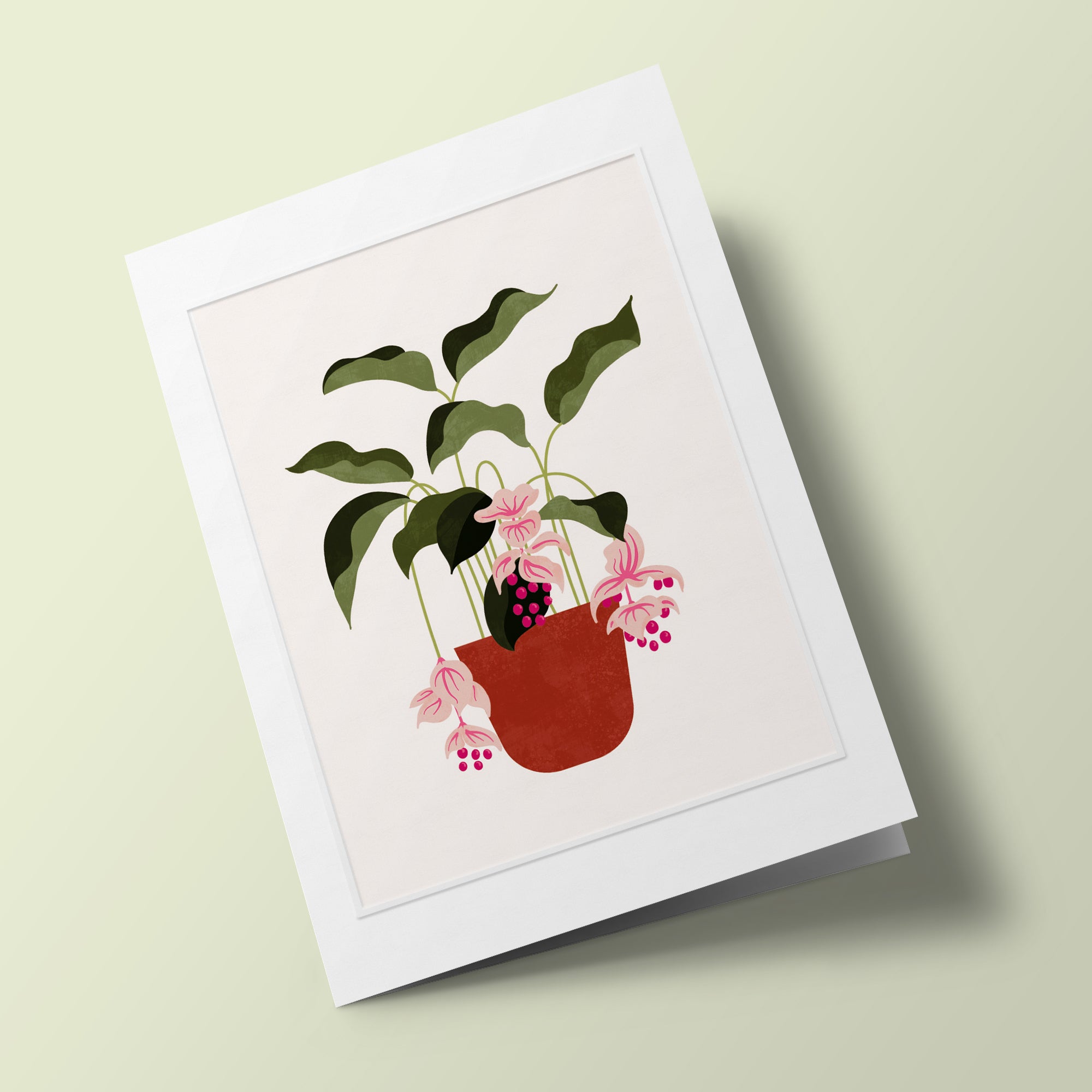 Beautiful Plants - Medelina