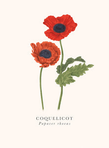 Book and botanics - Coquelicot