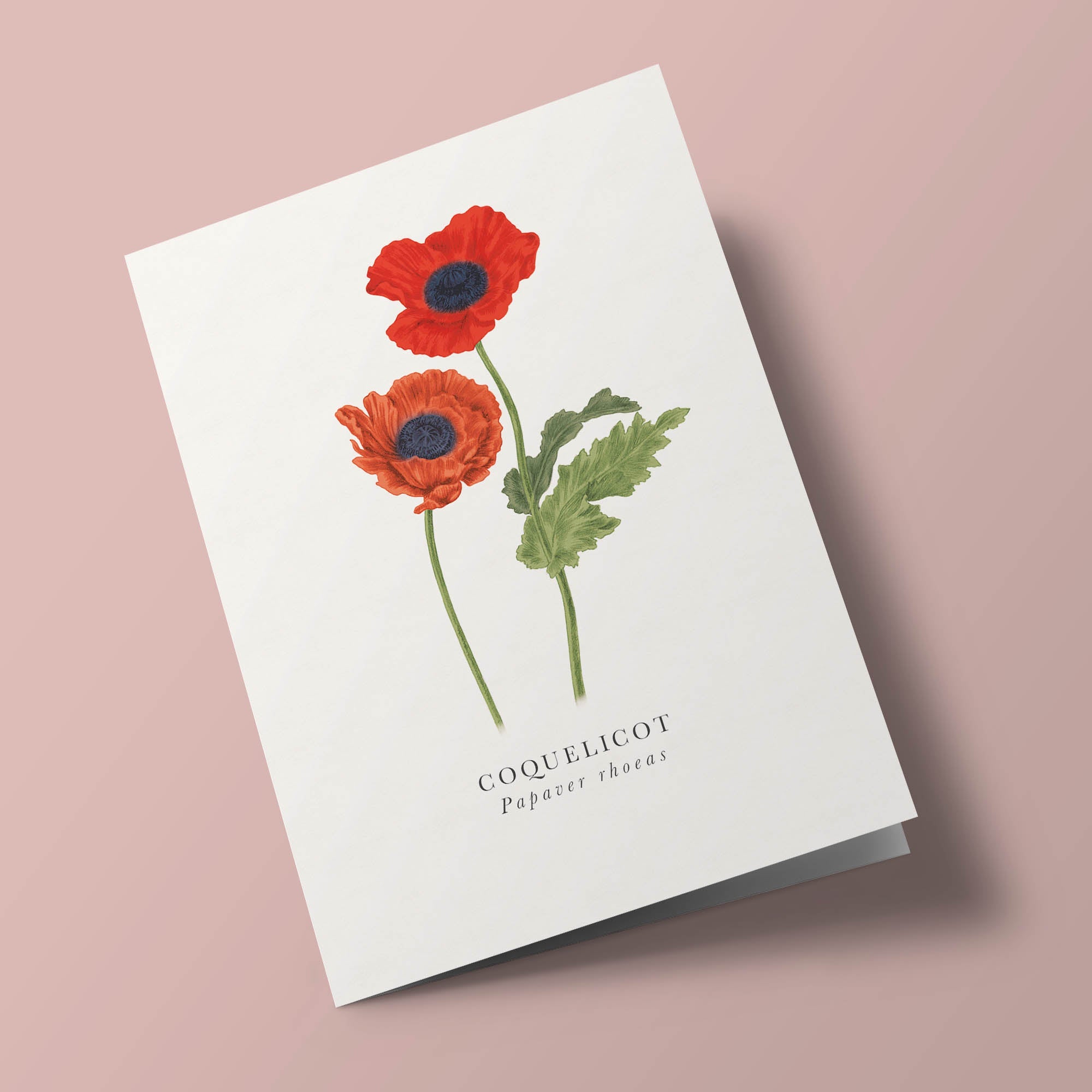 Book and botanics - Coquelicot