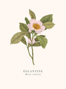 Book and botanics - Eglantine