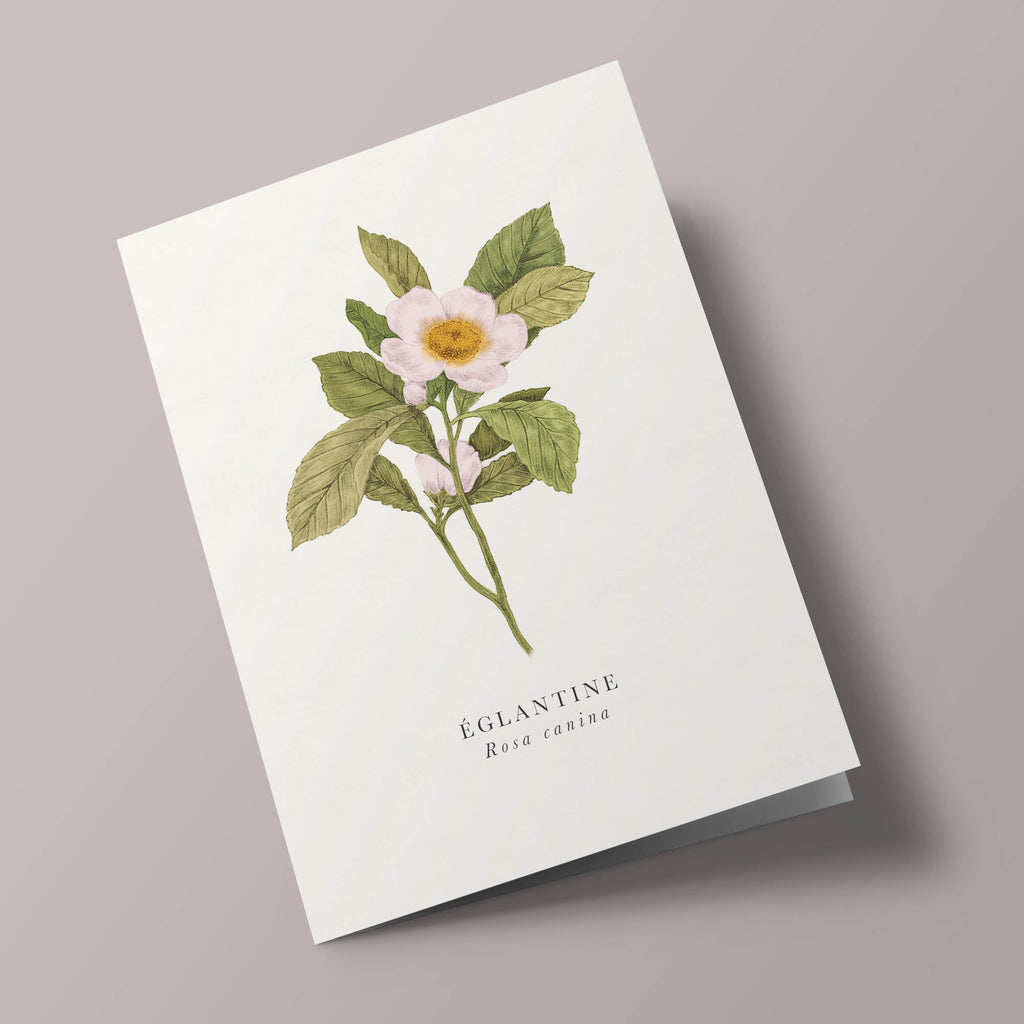 Book and botanics - Eglantine