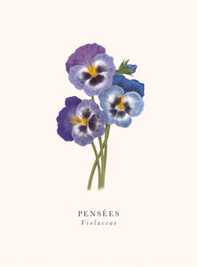 Book and botanics - Pansies
