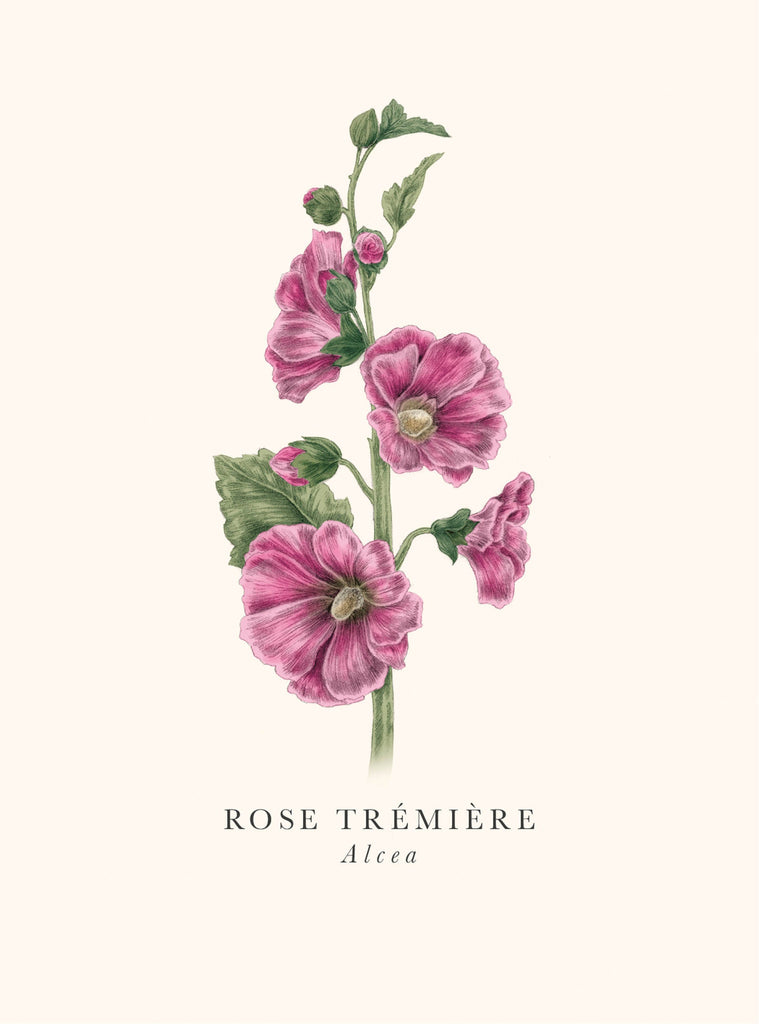 Book and botanics - Rose trémière