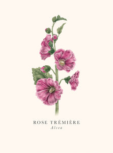 Book and botanics - Rose trémière