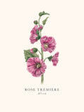 Book and botanics - Hollyhock