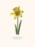 Book and botanics - Jonquille