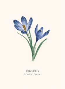 Book and botanics - Crocus