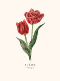 Book and botanics - Tulip