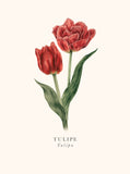 Book and botanics - Tulipe