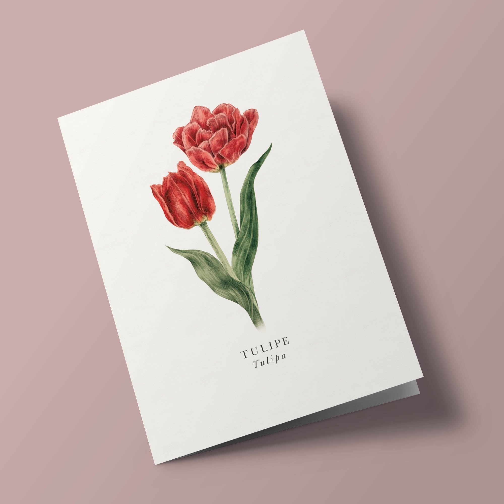 Book and botanics - Tulipe
