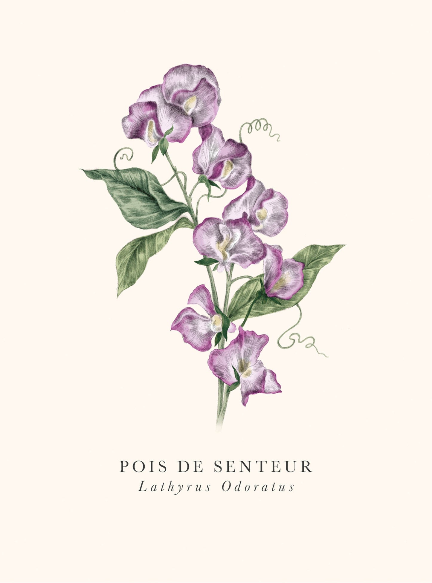 Book and botanics - Sweet pea