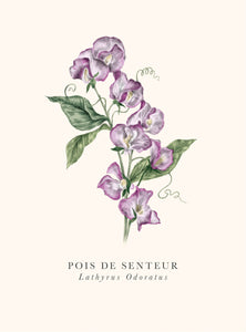 Book and botanics - Sweet pea