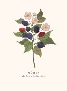 Book and botanics - Blackberries