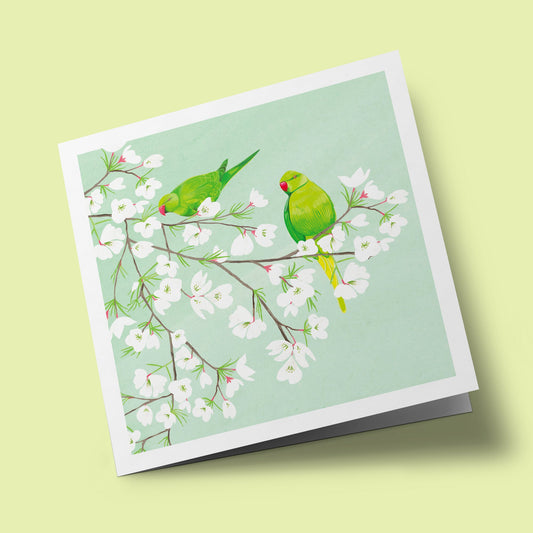 Richmond Park - Green Parakeets in Cherry Blossom Tree