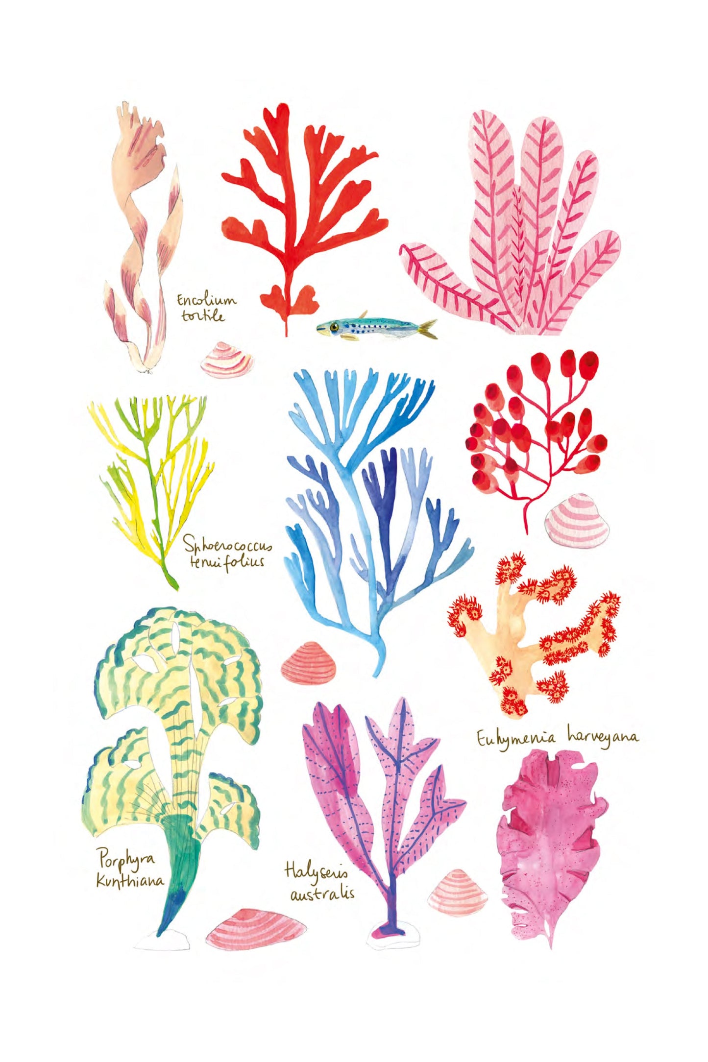 Histoire naturelle - Algues
