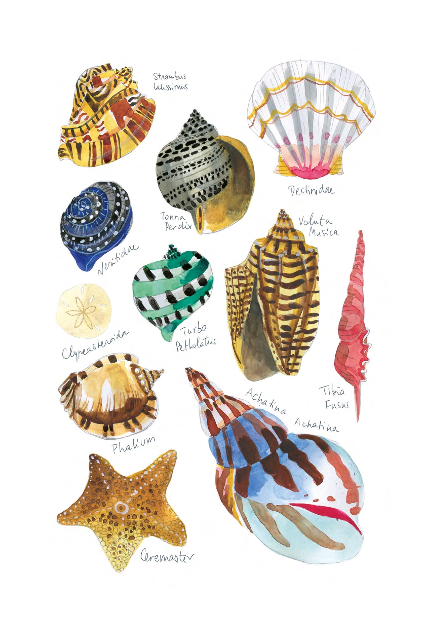 Histoire naturelle - Coquillages