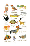 Histoire naturelle - Faunes de France