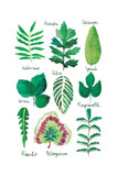Histoire naturelle - Feuilles