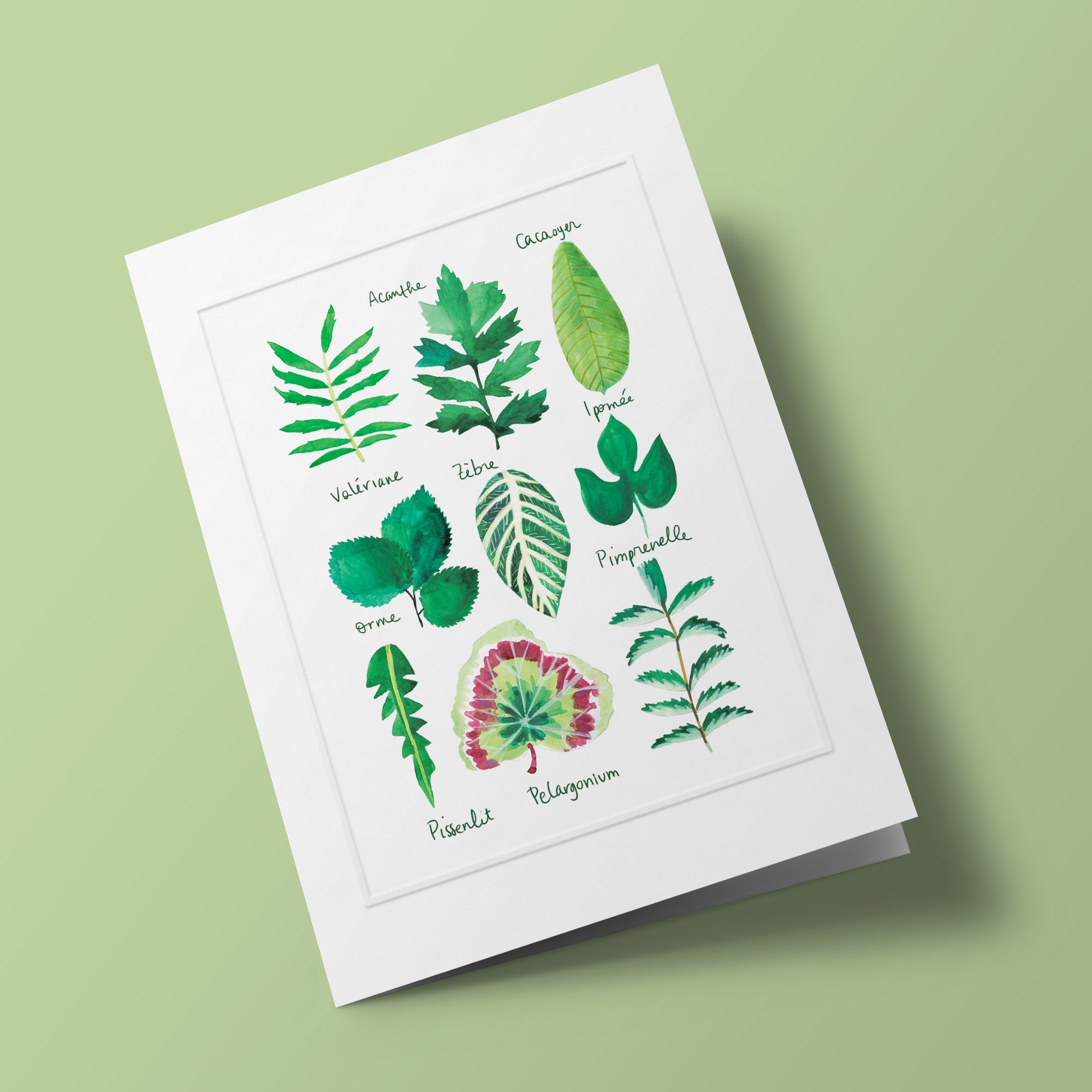 Histoire naturelle - Feuilles