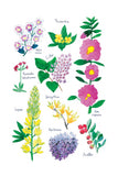 Histoire naturelle - Fleurs du jardin