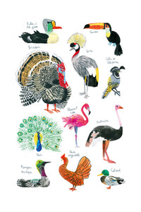 Histoire naturelle - Oiseaux