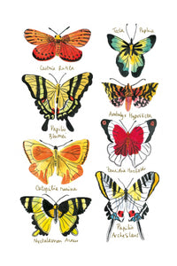 Histoire naturelle - Papillons