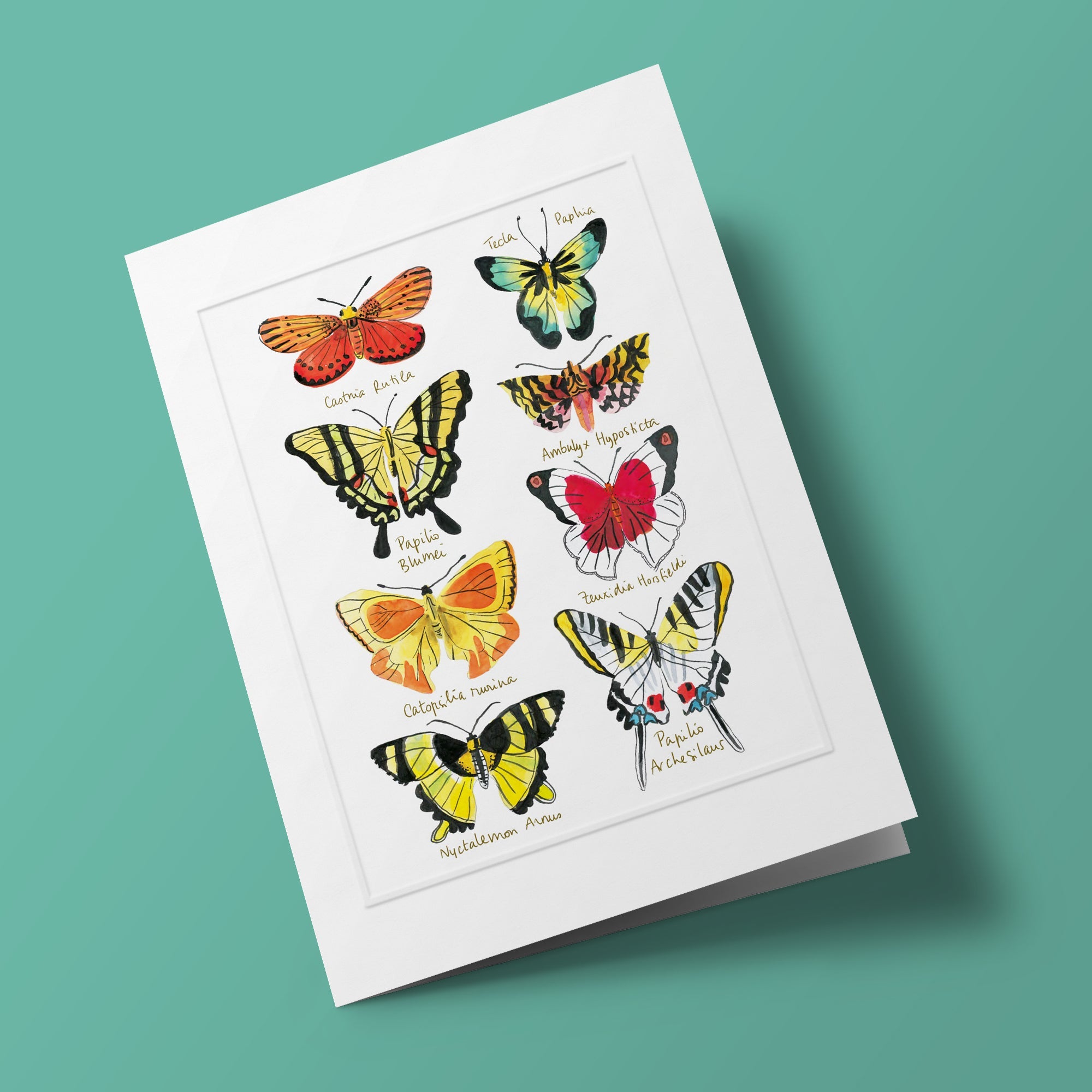 Histoire naturelle - Papillons